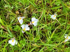 Mazus radicans