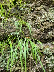 Arthropodium candidum