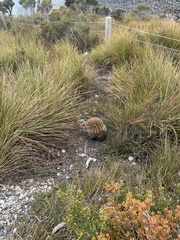 Tachyglossus aculeatus setosus