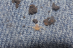 Pseudocellus osorioi