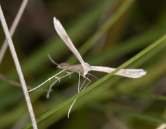 Stenoptilia zophodactylus