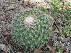 Coryphantha clavata clavata