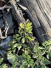 Chaerophyllum procumbens
