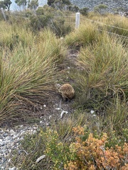 Tachyglossus aculeatus setosus
