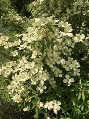 Cornus capitata