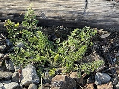 Chaerophyllum procumbens