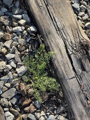 Chaerophyllum procumbens