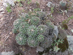 Coryphantha clavata clavata