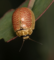 Paropsisterna bimaculata