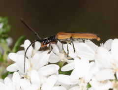 Stenoderus suturalis