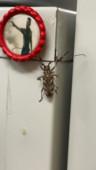 Monochamus carolinensis