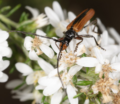 Stenoderus suturalis