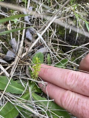 Ozothamnus leptophyllus