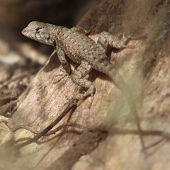 Sceloporus hunsakeri