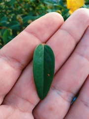 Hypericum calycinum