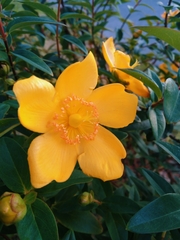 Hypericum calycinum