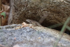 Sceloporus hunsakeri