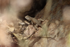 Sceloporus hunsakeri