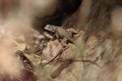 Sceloporus hunsakeri