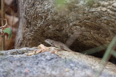 Sceloporus hunsakeri