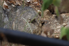 Sceloporus hunsakeri