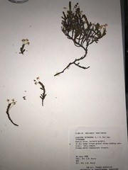 Cassiope tetragona tetragona