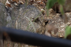 Sceloporus hunsakeri