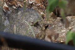 Sceloporus hunsakeri