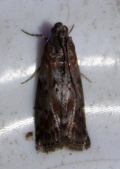 Sciota virgatella
