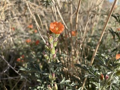 Sphaeralcea coccinea
