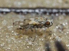 Neoscatella bicolor