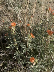 Sphaeralcea coccinea
