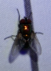 Neomyia cornicina