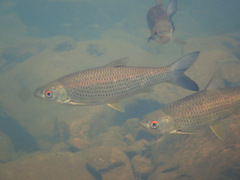 Squaliobarbus curriculus