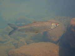 Squaliobarbus curriculus