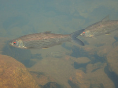 Squaliobarbus curriculus