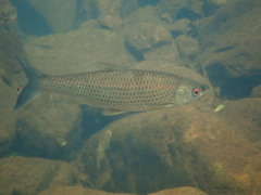 Squaliobarbus curriculus