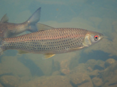 Squaliobarbus curriculus