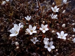 Samolus repens repens