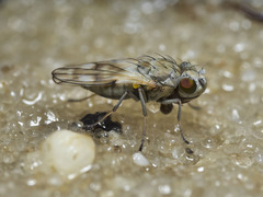 Neoscatella bicolor