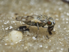 Neoscatella bicolor