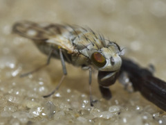 Neoscatella bicolor