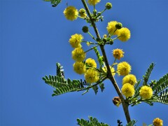 Vachellia karroo