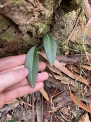 Cryptostylis leptochila