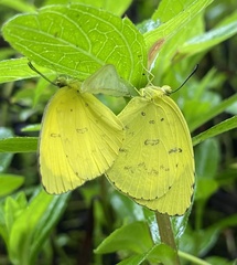 Eurema