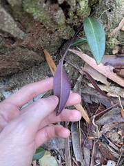 Cryptostylis leptochila
