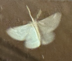Chlorochlamys chloroleucaria