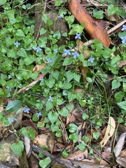 Lobelia trigonocaulis