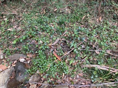 Lobelia trigonocaulis