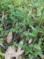 Marsilea costulifera